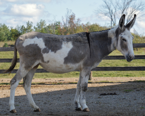 Donkey