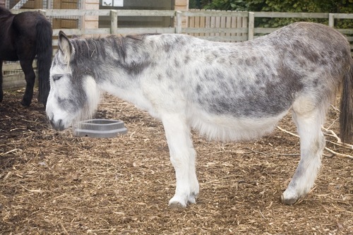 Donkey