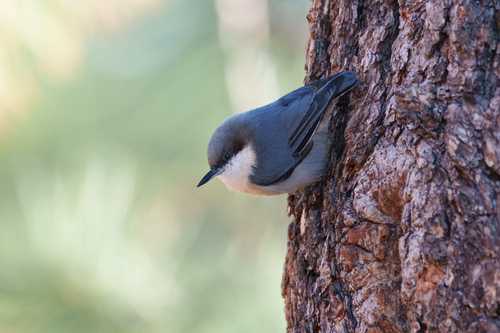 Pygmy Nuthatch