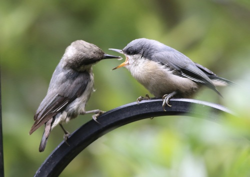 Pygmy Nuthatch