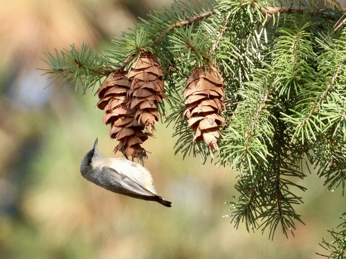 Pygmy Nuthatch
