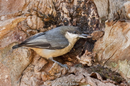 Pygmy Nuthatch
