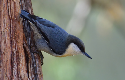Pygmy Nuthatch