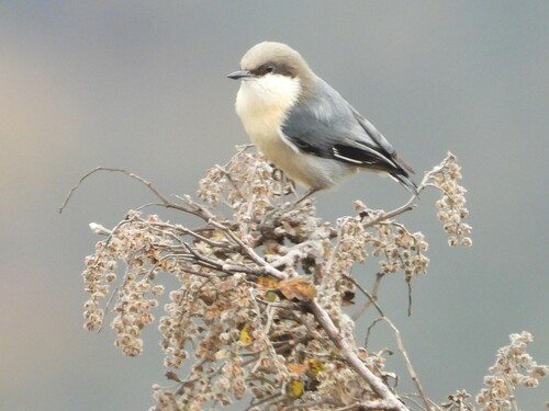 Pygmy Nuthatch