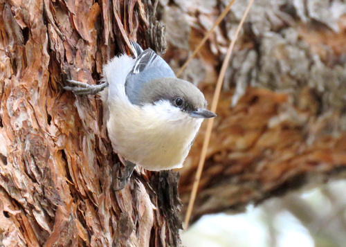 Pygmy Nuthatch