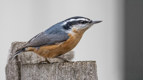Red-breasted Nuthatch