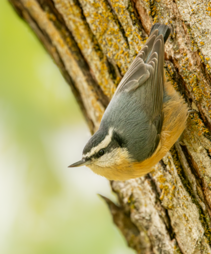 Red-breasted Nuthatch