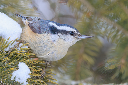 Red-breasted Nuthatch