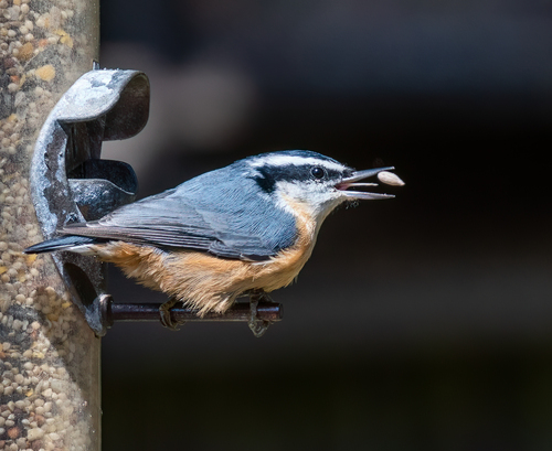 Red-breasted Nuthatch