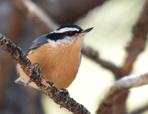 Red-breasted Nuthatch