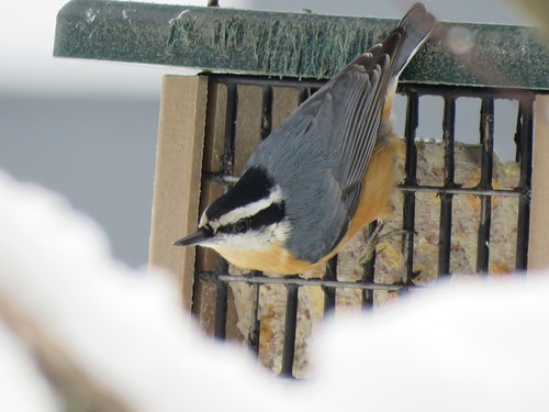 Red-breasted Nuthatch