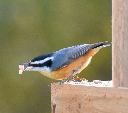 Red-breasted Nuthatch