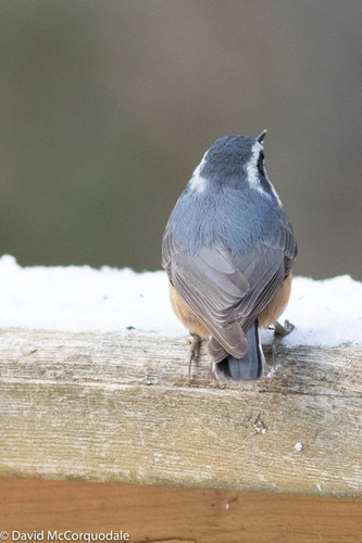 Red-breasted Nuthatch