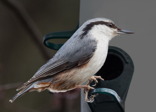 Eurasian Nuthatch