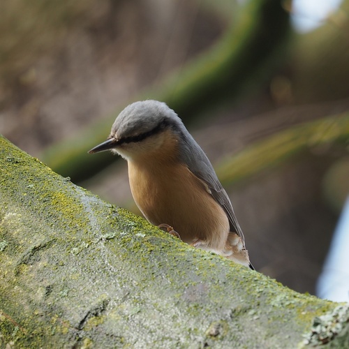 Eurasian Nuthatch