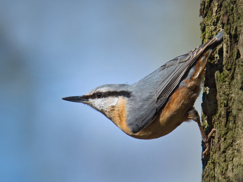 Eurasian Nuthatch