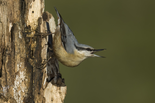 Eurasian Nuthatch
