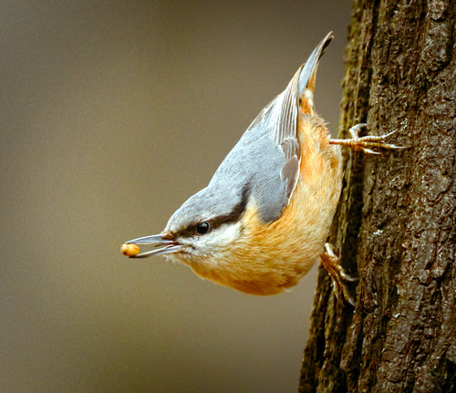 Eurasian Nuthatch