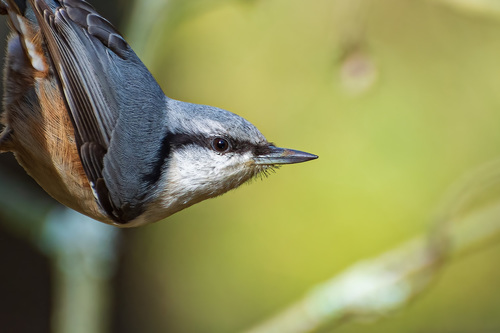 Eurasian Nuthatch