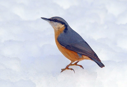 Eurasian Nuthatch