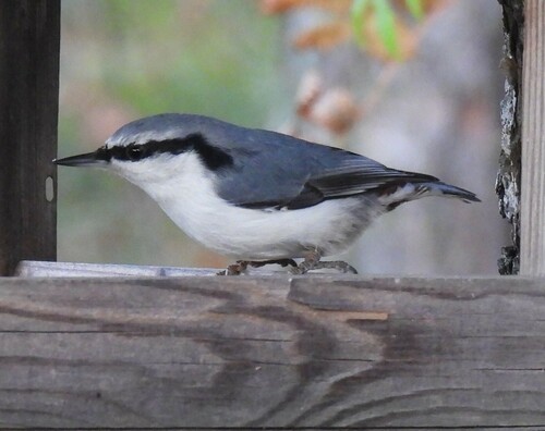 Eurasian Nuthatch