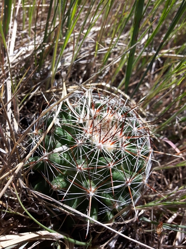 Spinystar