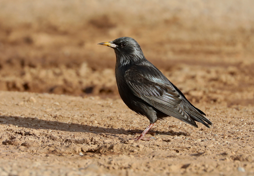 Spotless Starling