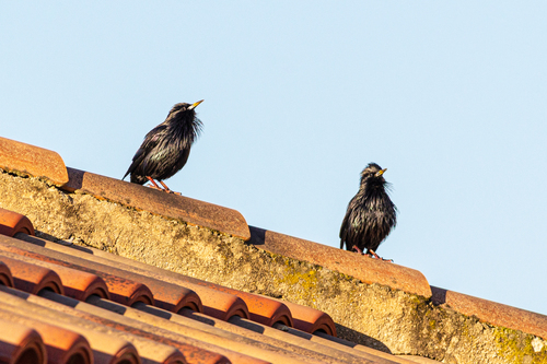 Spotless Starling