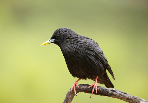Spotless Starling