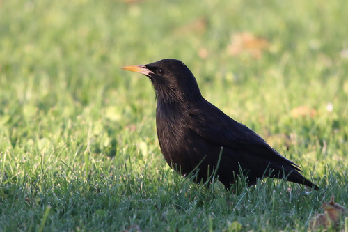 Spotless Starling