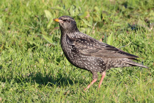 Spotless Starling