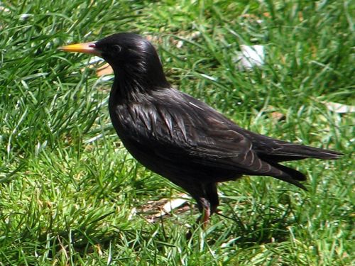 Spotless Starling