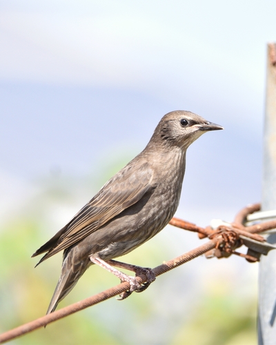 Spotless Starling