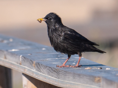 Spotless Starling