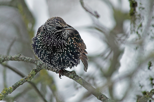 European Starling