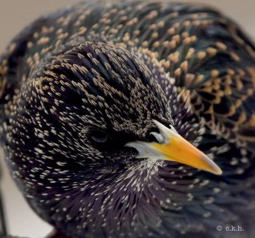 European Starling