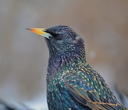European Starling