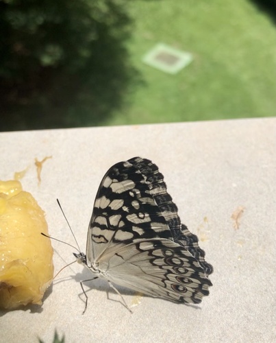 Gray Cracker