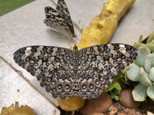 Gray Cracker