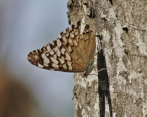 Gray Cracker
