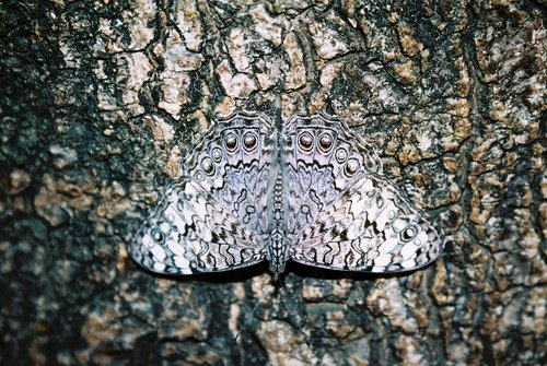 Gray Cracker