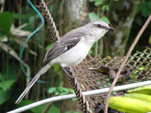 Tropical Mockingbird