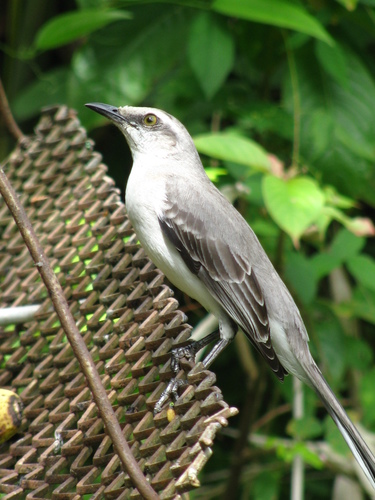 Tropical Mockingbird