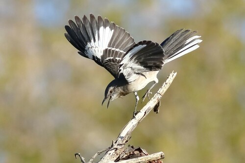 Northern Mockingbird