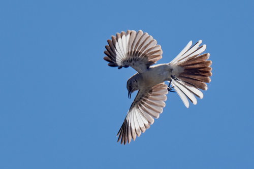 Northern Mockingbird