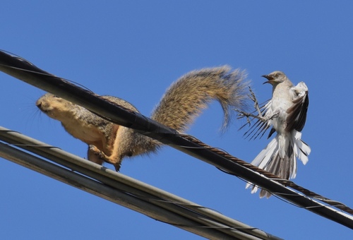 Northern Mockingbird