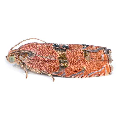 Filbertworm Moth