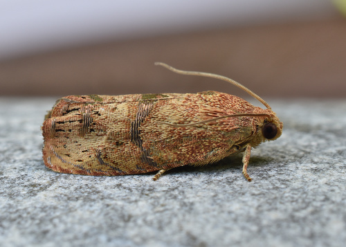 Filbertworm Moth