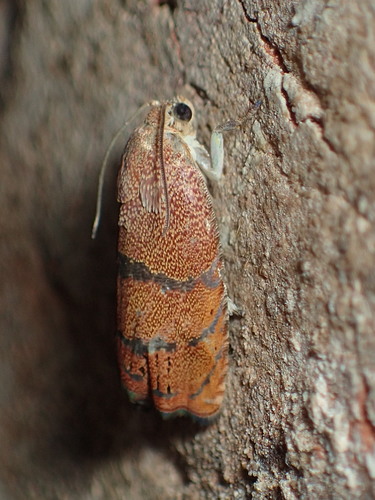 Filbertworm Moth