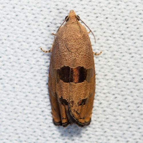 Filbertworm Moth